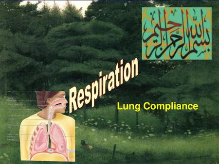 Respiration Lung Compliance.