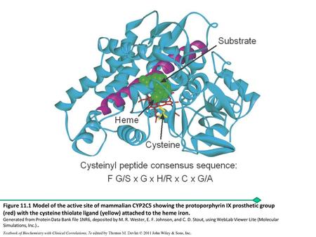 Figure 11.1 Model of the active site of mammalian CYP2C5 showing the protoporphyrin IX prosthetic group (red) with the cysteine thiolate ligand (yellow)