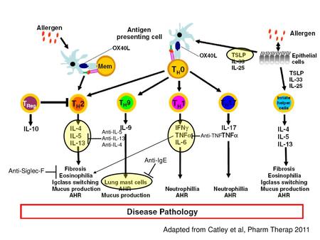 Adapted from Catley et al, Pharm Therap 2011