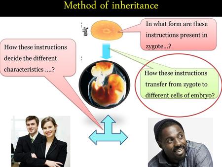 Method of inheritance In what form are these instructions present in zygote…? How these instructions decide the different characteristics ….? How these.