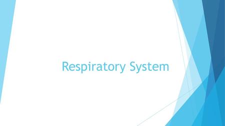 Respiratory System.