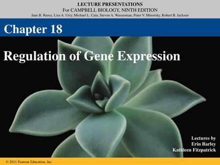 Regulation of Gene Expression