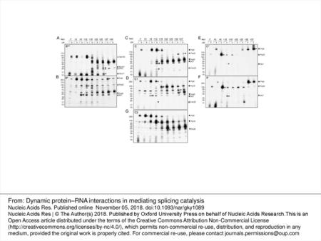 From: Dynamic protein–RNA interactions in mediating splicing catalysis