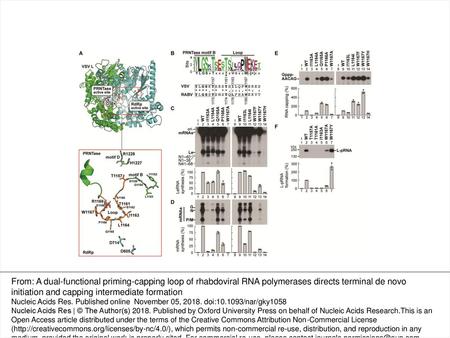 Figure 1. RNA synthesis and capping are controlled by distinct residues in a loop structure of the VSV L PRNTase domain. (A) A 3D structural model of the.