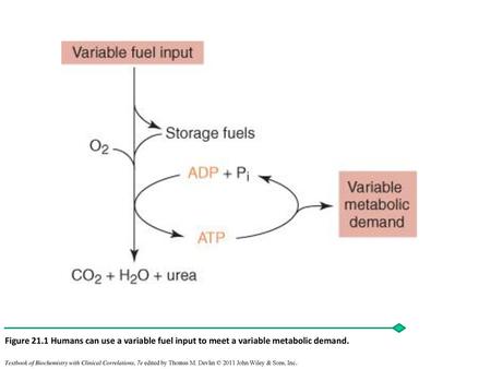 Figure 21.1 Humans can use a variable fuel input to meet a variable metabolic demand. Textbook of Biochemistry with Clinical Correlations, 7e edited by.