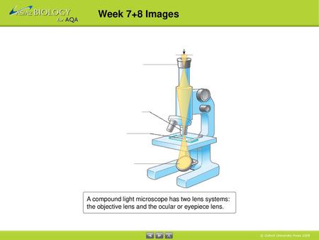 A compound light microscope has two lens systems: the objective lens and the ocular or eyepiece lens. Section 4.01 A compound light microscope has two.