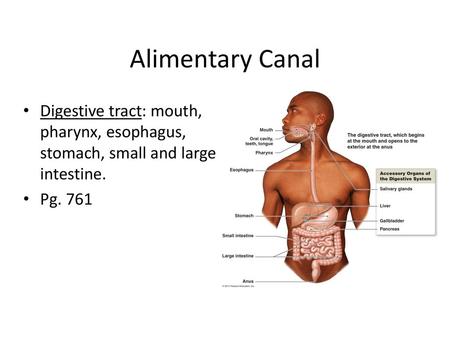 Alimentary Canal Digestive tract: mouth, pharynx, esophagus, stomach, small and large intestine. Pg. 761.