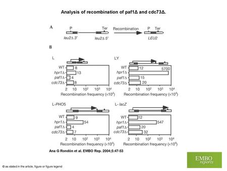 Analysis of recombination of paf1Δ and cdc73Δ.