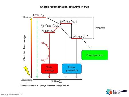 Charge recombination pathways in PSII