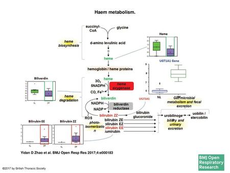 Haem metabolism. Haem metabolism. In all graphs, the genes encoding metabolic enzymes for normal lung (NL) are shown in blue open boxes and data for IPF.