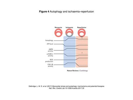 Figure 4 Autophagy and ischaemia–reperfusion