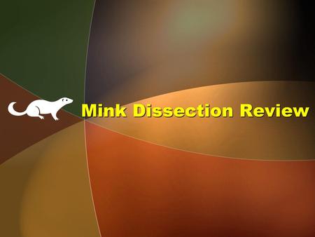 Mink Dissection Review