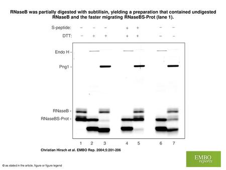 RNaseB was partially digested with subtilisin, yielding a preparation that contained undigested RNaseB and the faster migrating RNaseBS‐Prot (lane 1).