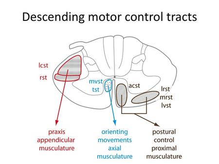 Descending motor control tracts