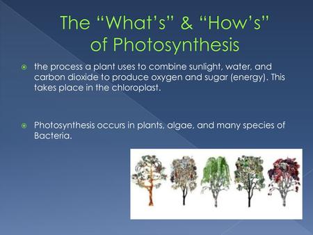 The “What’s” & “How’s” of Photosynthesis