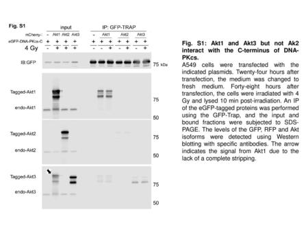 A549 cells were transfected with the indicated plasmids