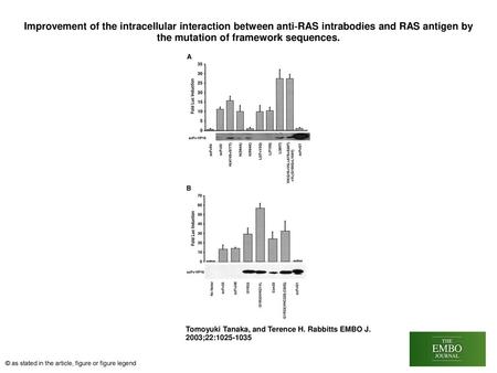 Improvement of the intracellular interaction between anti‐RAS intrabodies and RAS antigen by the mutation of framework sequences. Improvement of the intracellular.