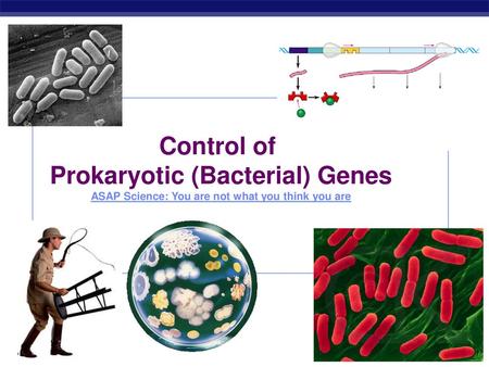 Control of Prokaryotic (Bacterial) Genes