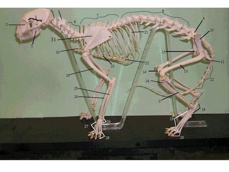 Bones to Label and use for poster