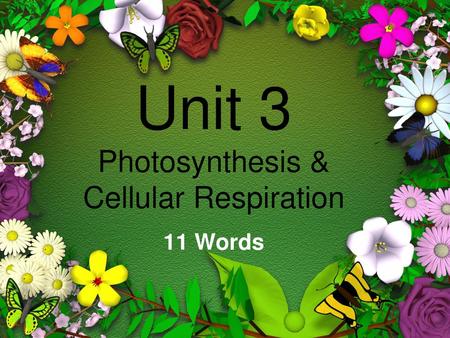 Unit 3 Photosynthesis & Cellular Respiration