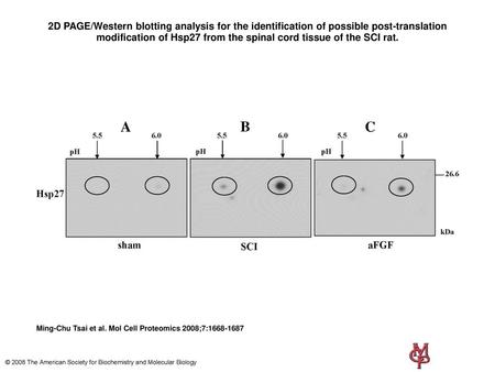 2D PAGE/Western blotting analysis for the identification of possible post-translation modification of Hsp27 from the spinal cord tissue of the SCI rat.