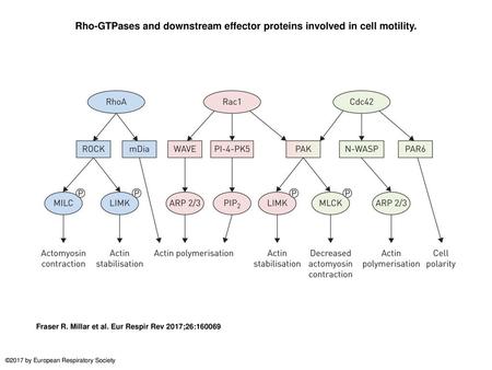 Rho-GTPases and downstream effector proteins involved in cell motility