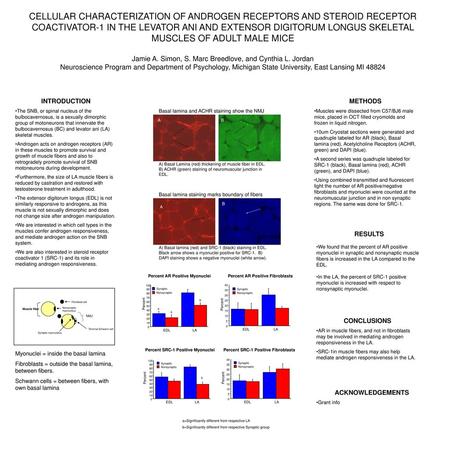 CELLULAR CHARACTERIZATION OF ANDROGEN RECEPTORS AND STEROID RECEPTOR COACTIVATOR-1 IN THE LEVATOR ANI AND EXTENSOR DIGITORUM LONGUS SKELETAL MUSCLES OF.