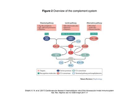 Figure 2 Overview of the complement system