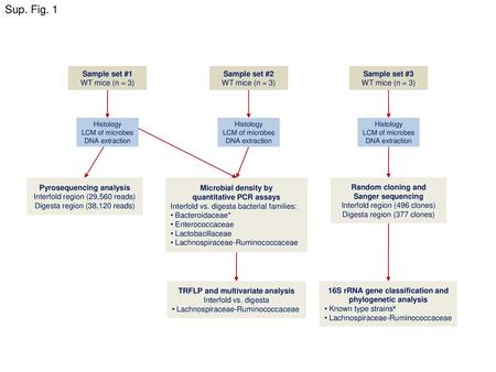 Sup. Fig. 1 Sample set #1 WT mice (n = 3) Sample set #2