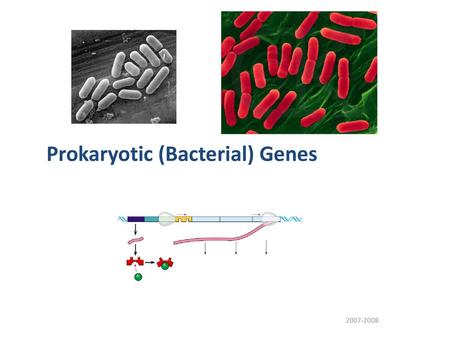 Prokaryotic (Bacterial) Genes