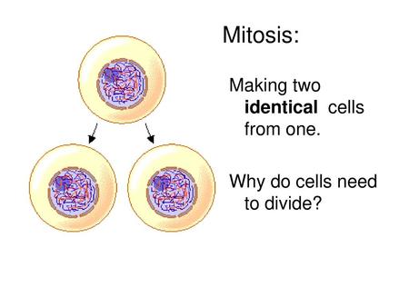 Mitosis: Making two identical cells from one.