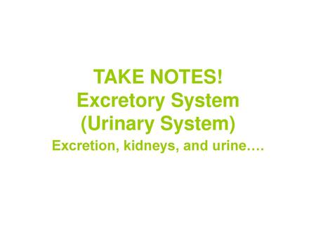 TAKE NOTES! Excretory System (Urinary System)