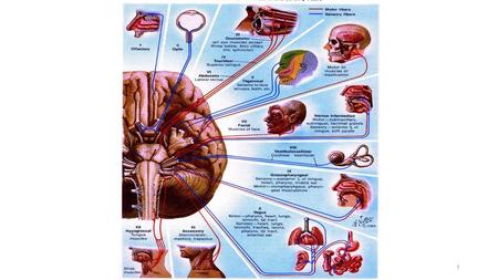 Cranial Nerve VII: Facial Nerve