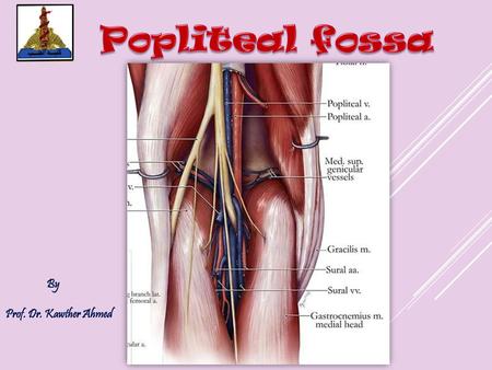 Popliteal fossa By Prof. Dr. Kawther Ahmed Prof. Dr. Kawther Ahmed.