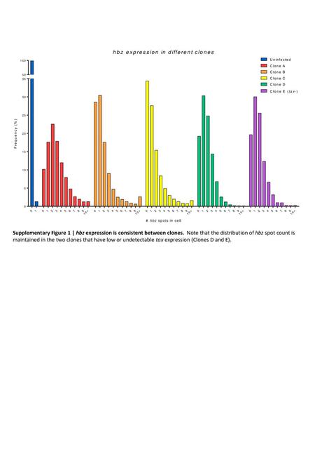 Supplementary Figure 1 | hbz expression is consistent between clones