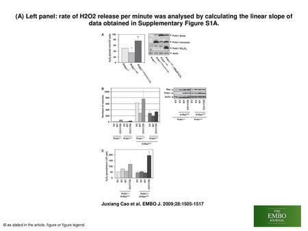 (A) Left panel: rate of H2O2 release per minute was analysed by calculating the linear slope of data obtained in Supplementary Figure S1A. (A) Left panel: