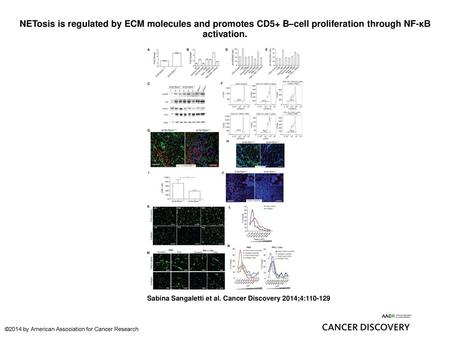 NETosis is regulated by ECM molecules and promotes CD5+ B–cell proliferation through NF-κB activation. NETosis is regulated by ECM molecules and promotes.