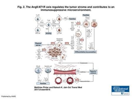 Fig. 2. The AngII/AT1R axis regulates the tumor stroma and contributes to an immunosuppressive microenvironment. The AngII/AT1R axis regulates the tumor.