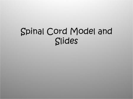 Spinal Cord Model and Slides