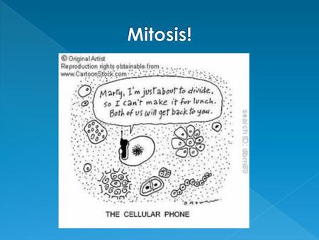 Mitosis!.