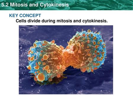 KEY CONCEPT  Cells divide during mitosis and cytokinesis.