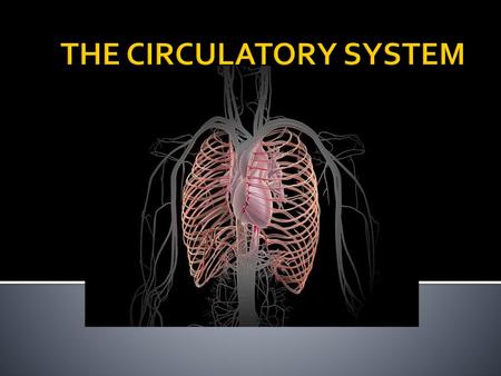 THE CIRCULATORY SYSTEM