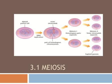 3.1 Meiosis.