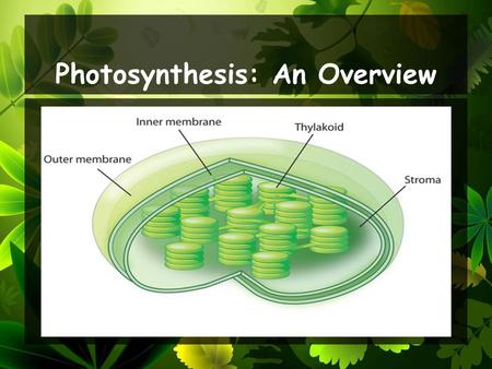 Photosynthesis: An Overview