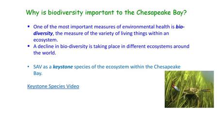 Why is biodiversity important to the Chesapeake Bay?