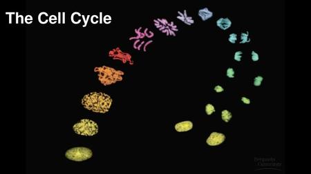 The Cell Cycle.