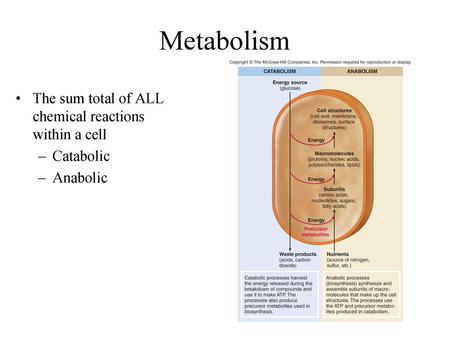 Metabolism The sum total of ALL chemical reactions within a cell