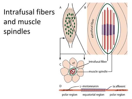 Intrafusal fibers and muscle spindles