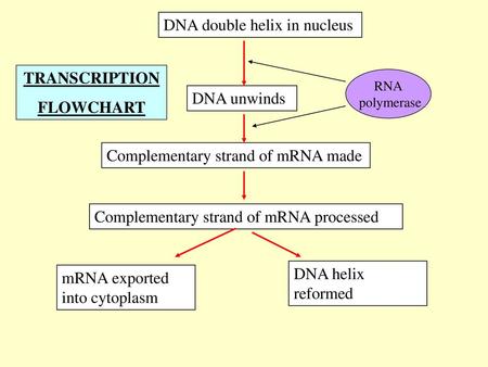 TRANSCRIPTION FLOWCHART