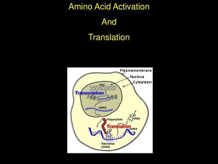 Amino Acid Activation And Translation.